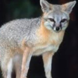 Meet your Posher, Lemon